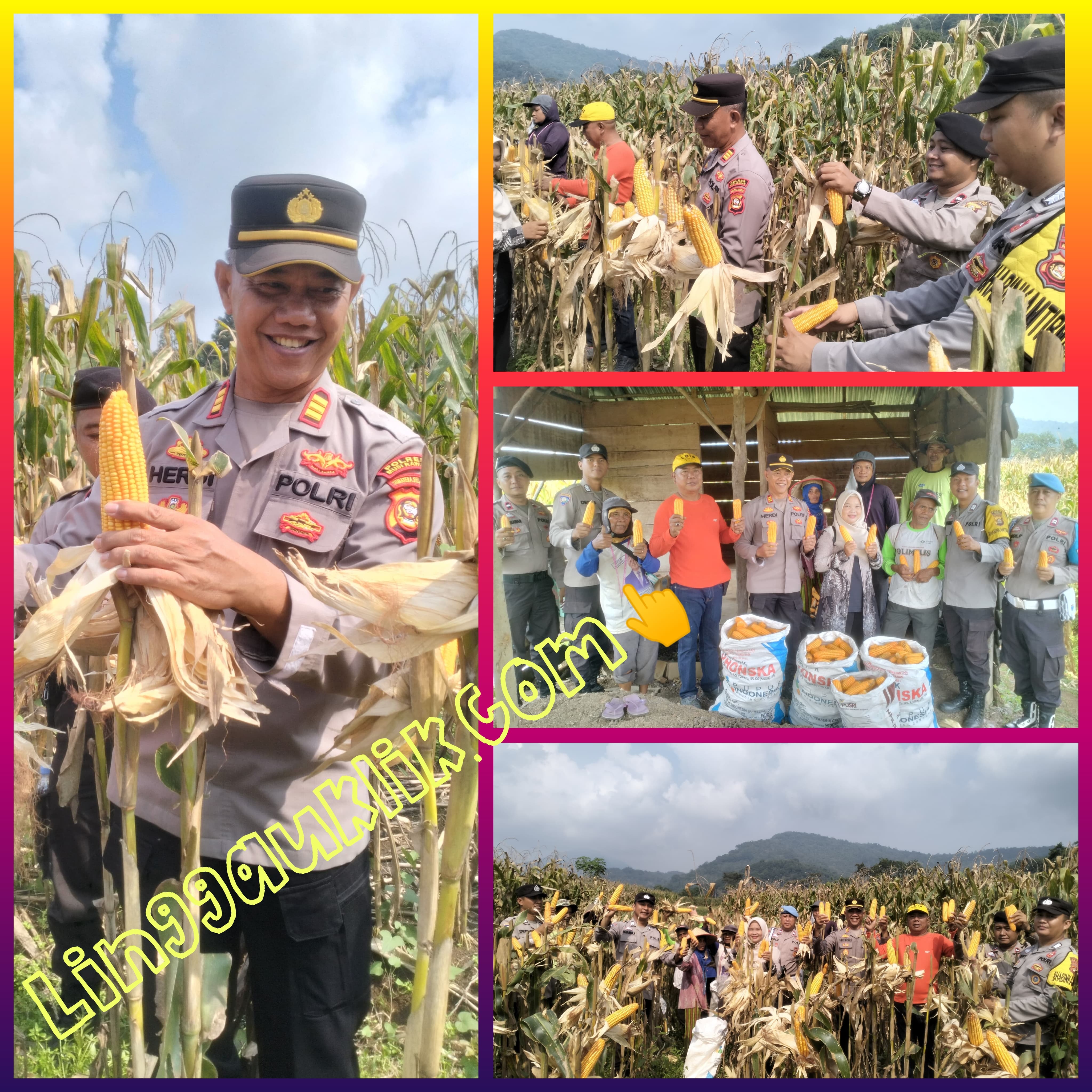 Sukseskan Progran Asta Cita, Polsek Purwodadi Bersama Intansi Terkait Panen Jagung