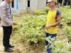 Pengecekan Lahan Pekarangan Bergizi: Polri Dukung Ketahanan Pangan Melalui Budidaya Cabai
